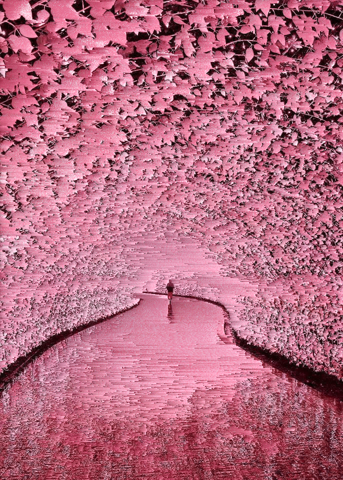 Sakura by piromantic