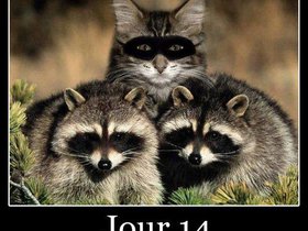 Raccoon_cat_spy.jpg